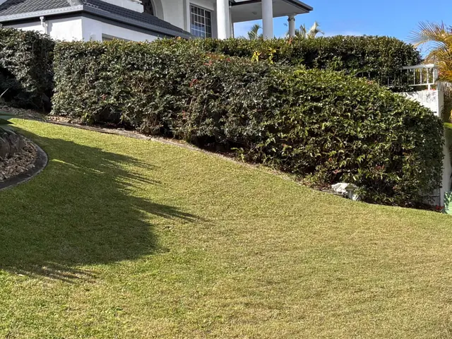Hedge trimmed flat and square above a mown lawn